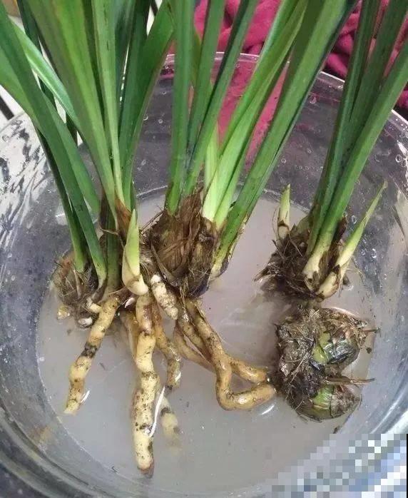 兰花原来这么一捂就能狂冒芽，现在正是时候，赶紧动手！