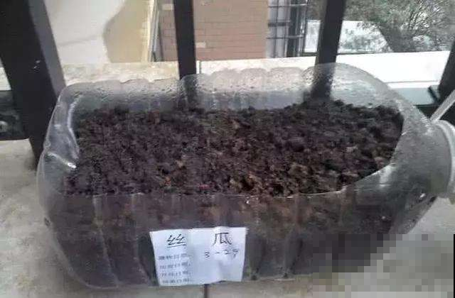 阳台摆七个空油桶，随手撒几粒种子，一天摘一桶菜全家够吃！
