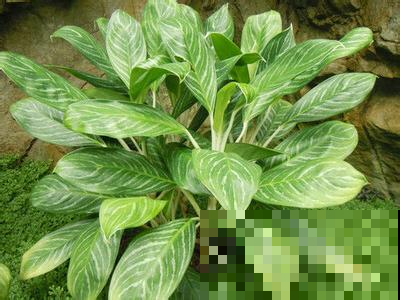 最疯植物就属它，半月从巴掌大猛窜到阳台放不下，只能狠心砍一半
