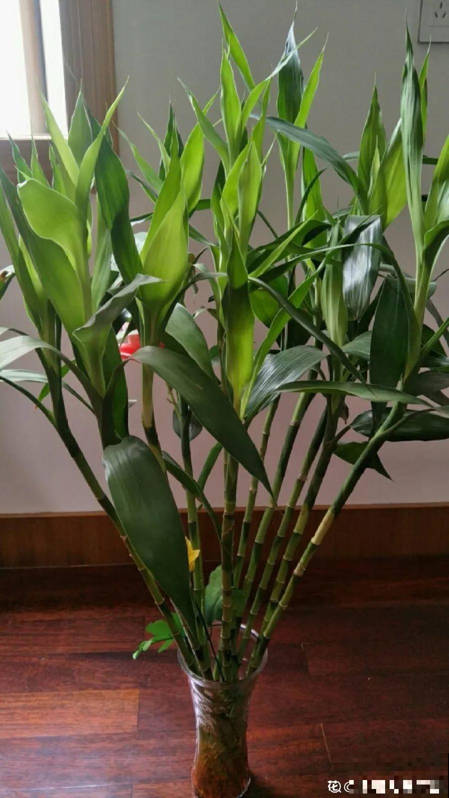 这花寓意极好，十块钱一捆，插水里就能活！