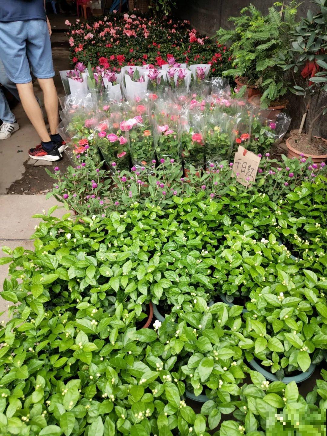 9月份逛花市，这花最好看、最好养，放心抱回家！