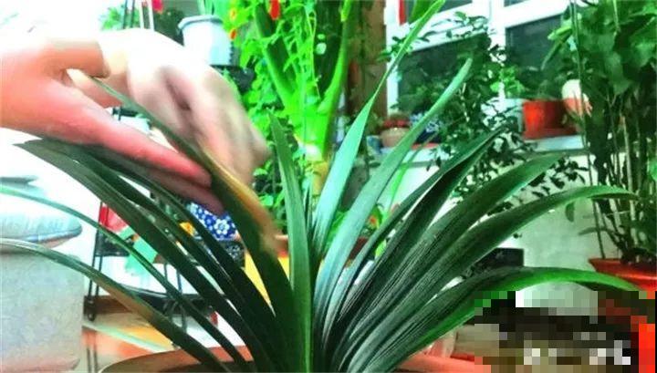 家里有这花，叶子沾灰不清洗，净化能力降到零！