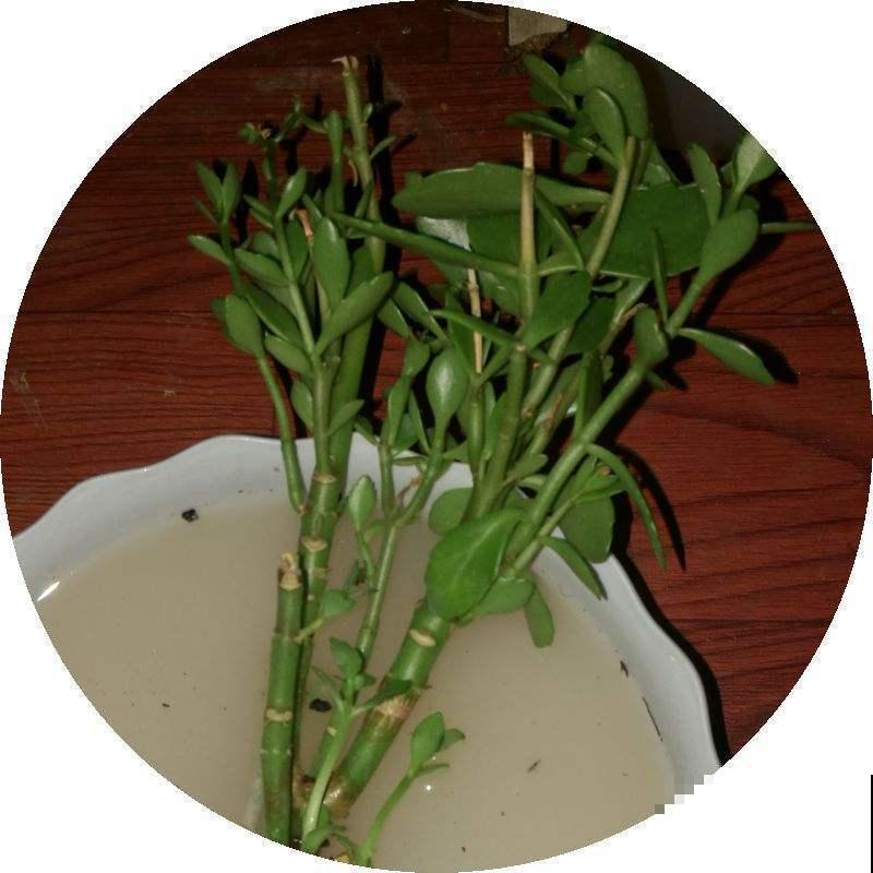 从盆栽玉树上截下一段，2年后长得比原来更大，太赚了！