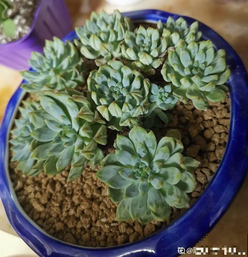 多肉也要贴秋膘，盆里撒点它，叶子胖得要爆炸！