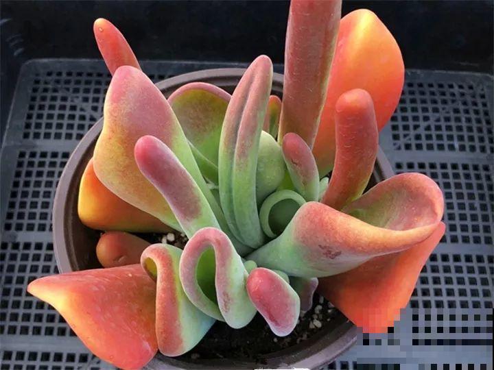 看腻了普货多肉，这20种新面孔，颜色鲜艳气场十足！