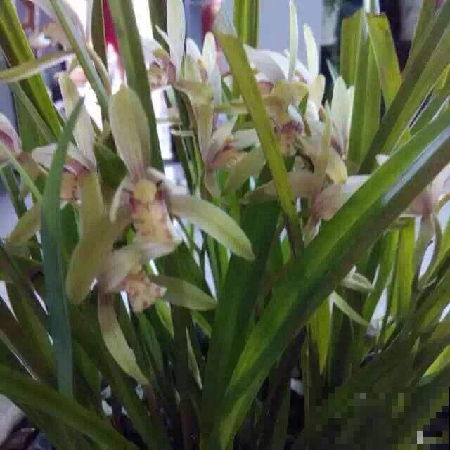 兰花原来这么一捂就能狂冒芽，现在正是时候，赶紧动手！