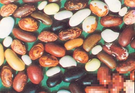 家里的菜园子不知道栽种些什么，种点它，一茬一茬吃不完！