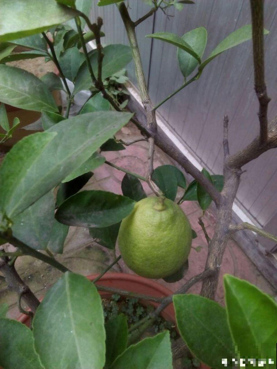 这花结满红果子，比菊花都好看，越养越上瘾！