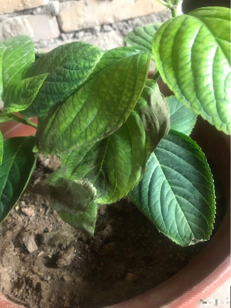 这7种花，耐阴不抗晒，放错位置不用一周叶子就枯了！