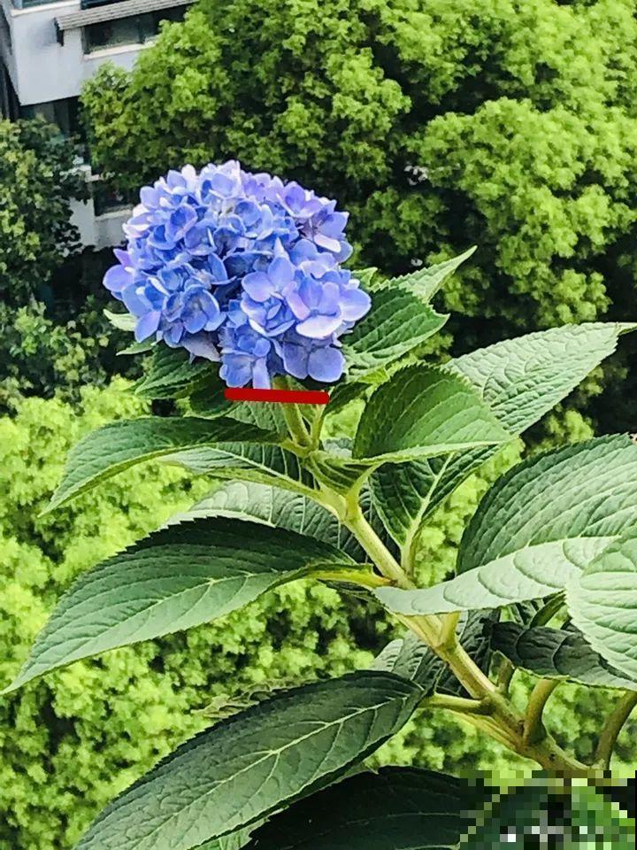 这花一开就成球，耐阴又好养，团团圆圆真喜庆！