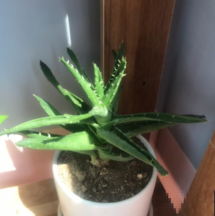 这两种花效果堪比花露水，哪里痒就擦哪里，专治蚊虫叮咬！
