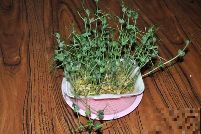 现在把这小豆子塞盆里，俩月不到就能收获好几斤，比买的还香！