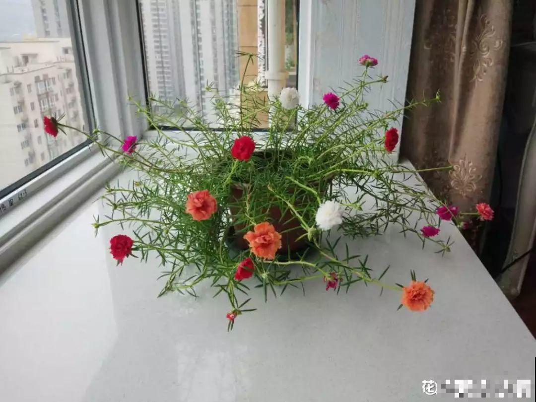 这5种花，放室内养不好，一搬出去立马就疯长！