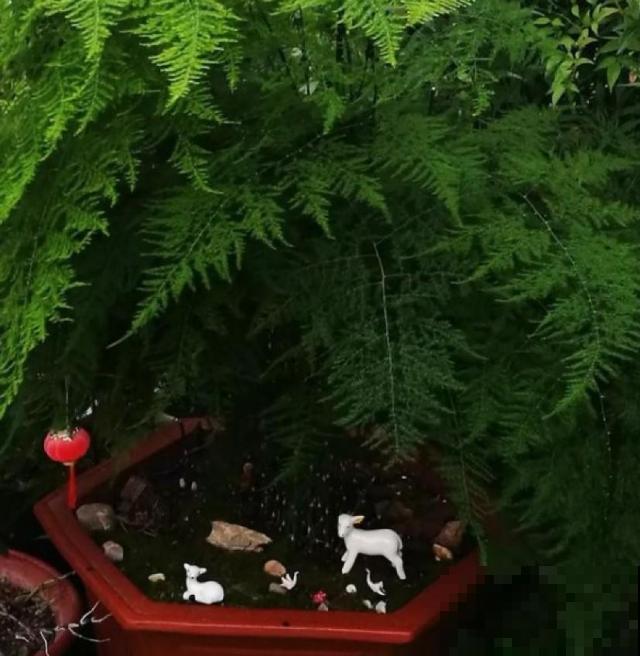 这几种花一养就是十多年，随便养都养不死，浇点水就蹭蹭长！