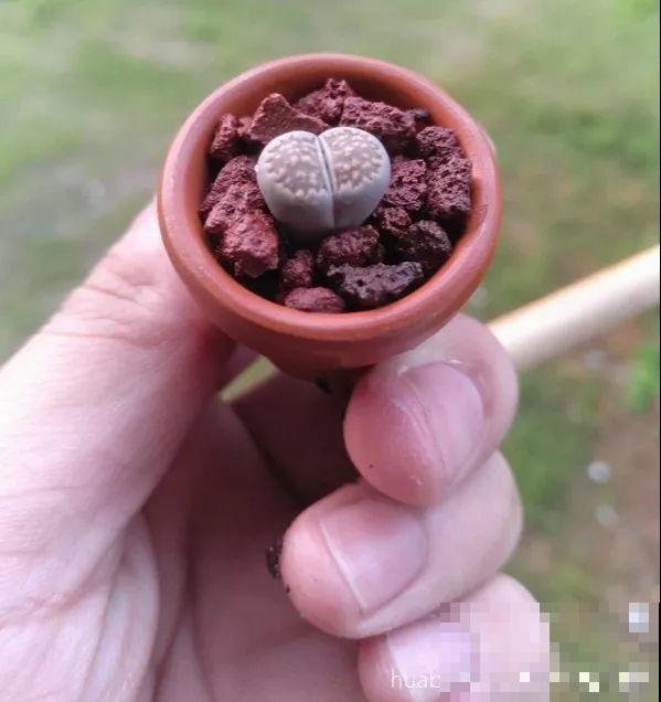 这种多肉，花盆比拇指还小，1月长成小老桩！