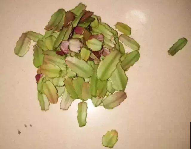 9月给天竺葵剪个短发，过冬前就能窜叶子，明年春天开成大花球！