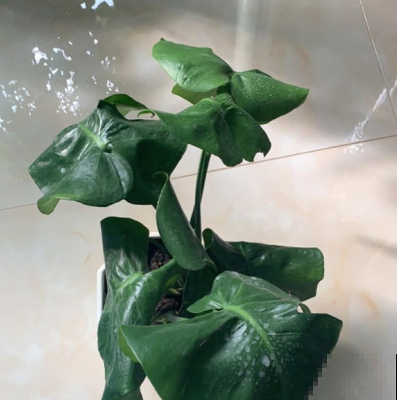 龟背竹咋倒伏了？原来是没做好它，赶紧这么养！