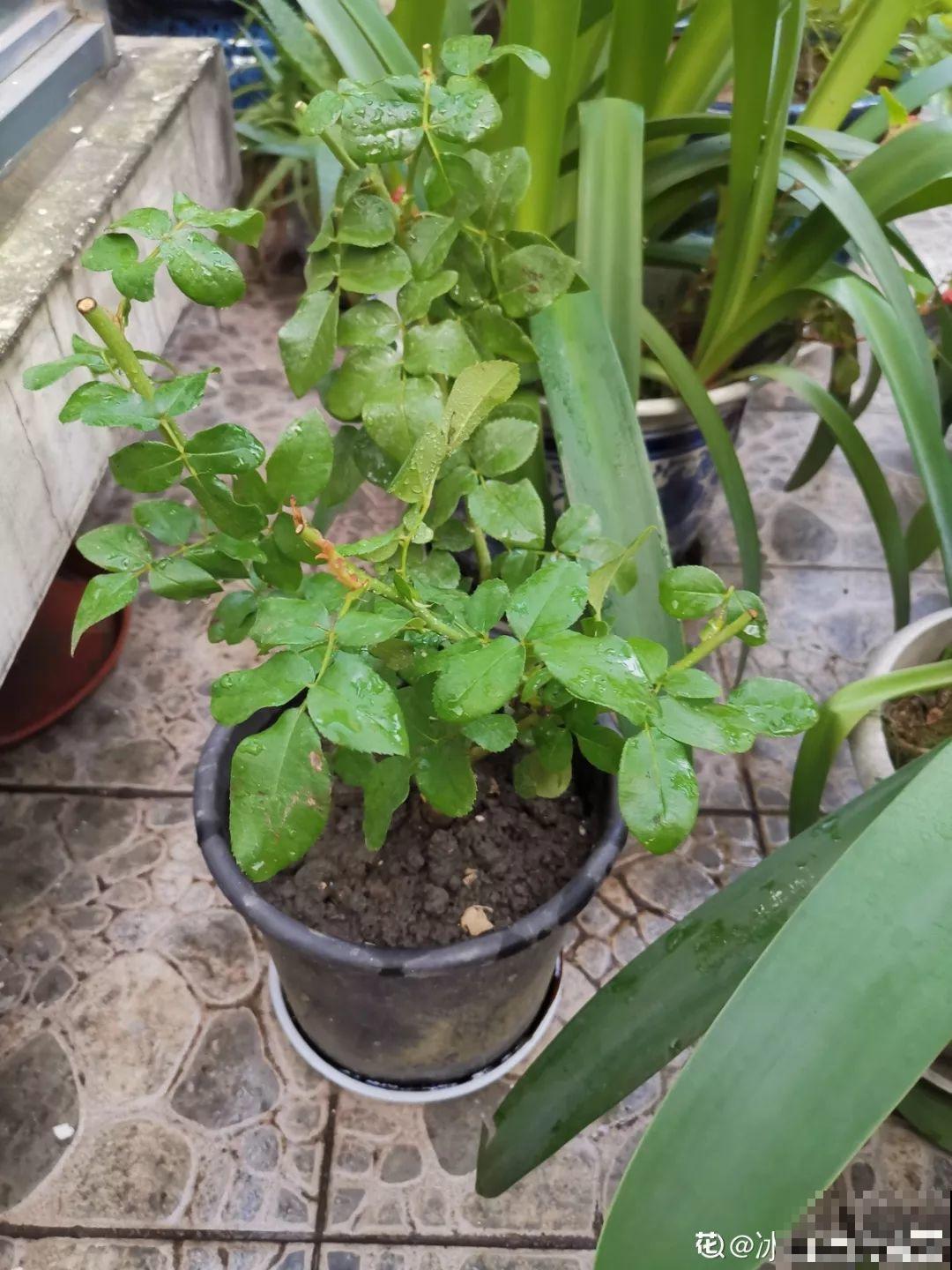 换盆时机到了，有这花赶紧换，叶子疯长猛开花！