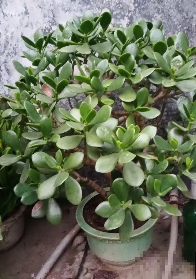 这花就得穷养，塞进小盆，少浇水，越长越旺
