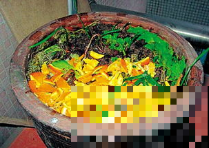 橘子皮放进花盆里，猛开花还不长叶，花就会蹭蹭长！