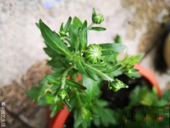 这10种花，秋天不要剪，不然白折腾还不开花！