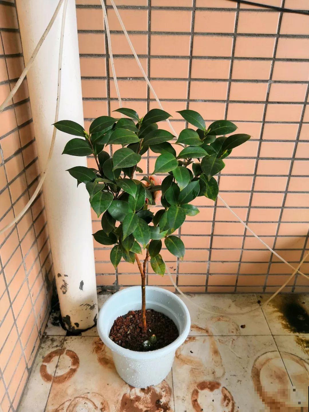 买回来就死翘翘，注意好这一点，开得比花店里还好