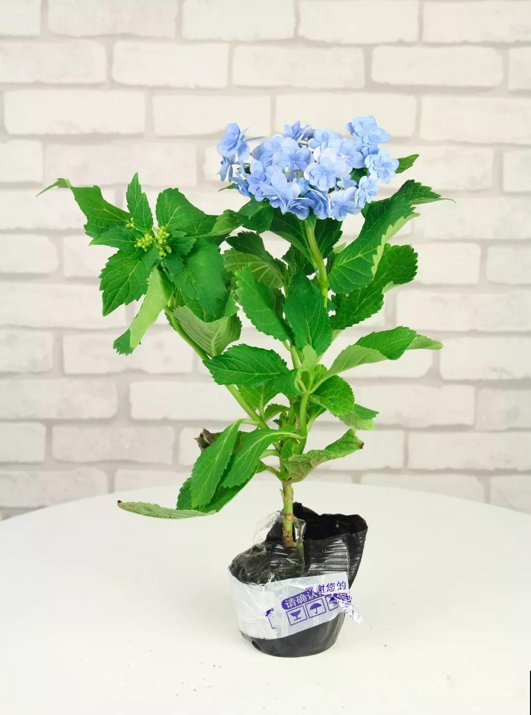最受欢迎的耐阴花，北窗台也能开爆盆，养家里特气派！