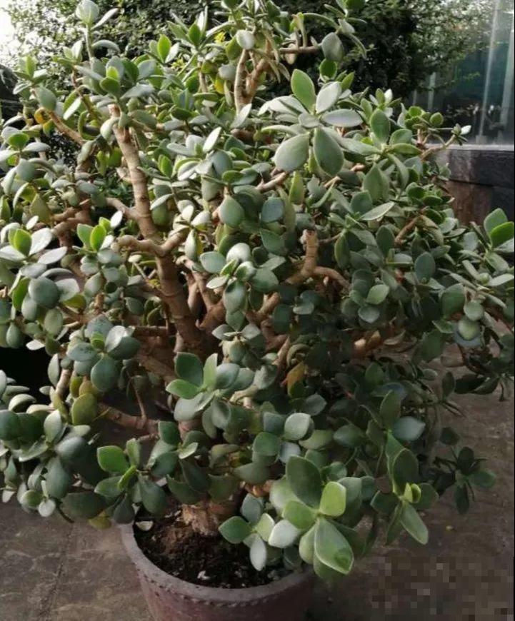 这花就得穷养，塞进小盆，少浇水，越长越旺