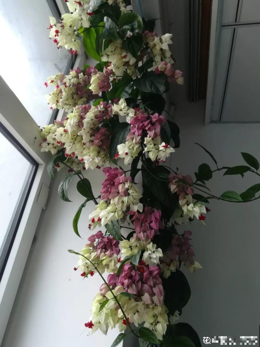 这花全年无休，能爬藤能开花，白珠子一个接一个！