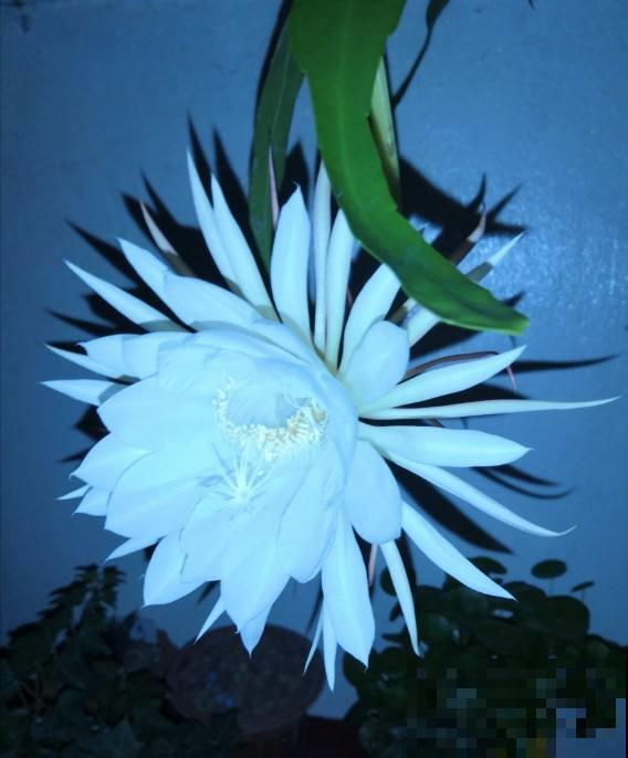 想让昙花再开一次，这么养护准没错，几招就能催出丰满大花！
