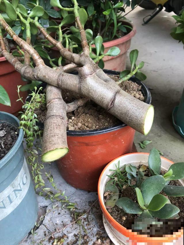 这花杆子比胳膊粗，砍一段就生根，1个月变老桩