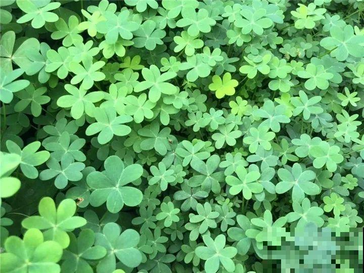 防盗窗上养这花，1个月开成花海，邻居都看花眼！