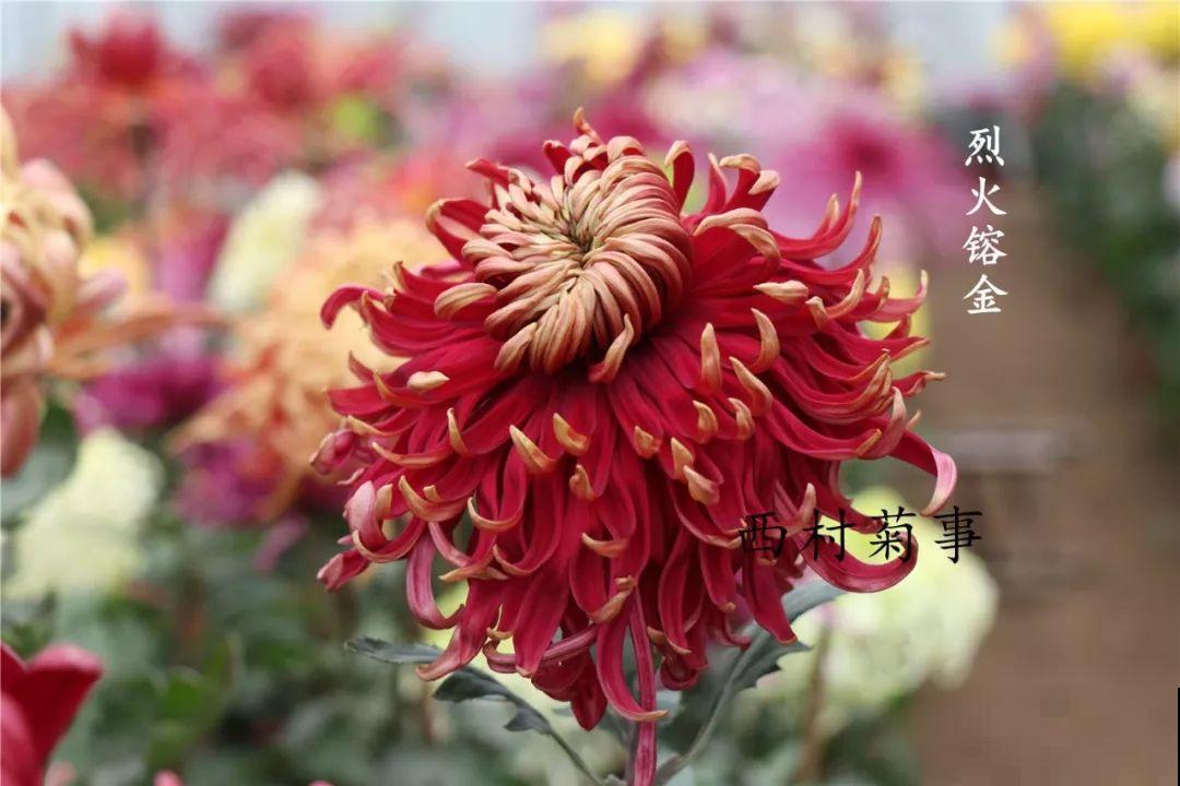 秋天啥花都可以不养，唯独这1种，100盆都不嫌多！