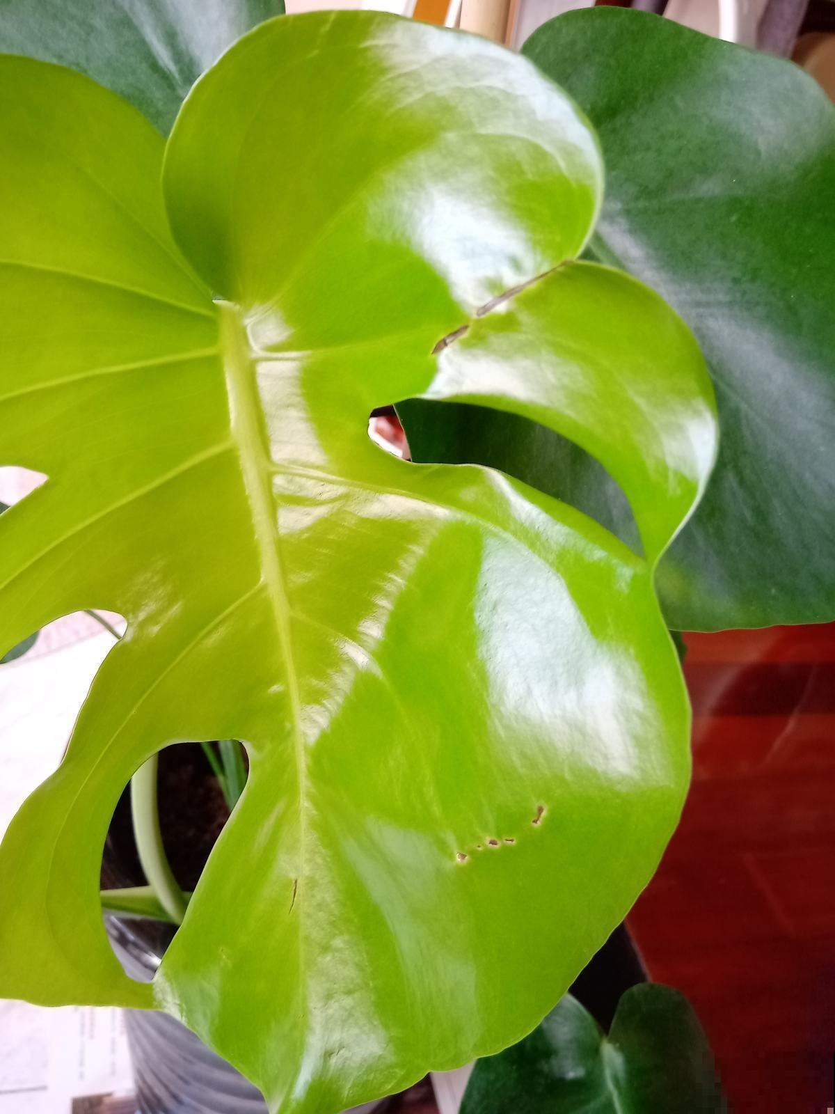 这几种植物，既高雅又大方，特别适合秋天入手！