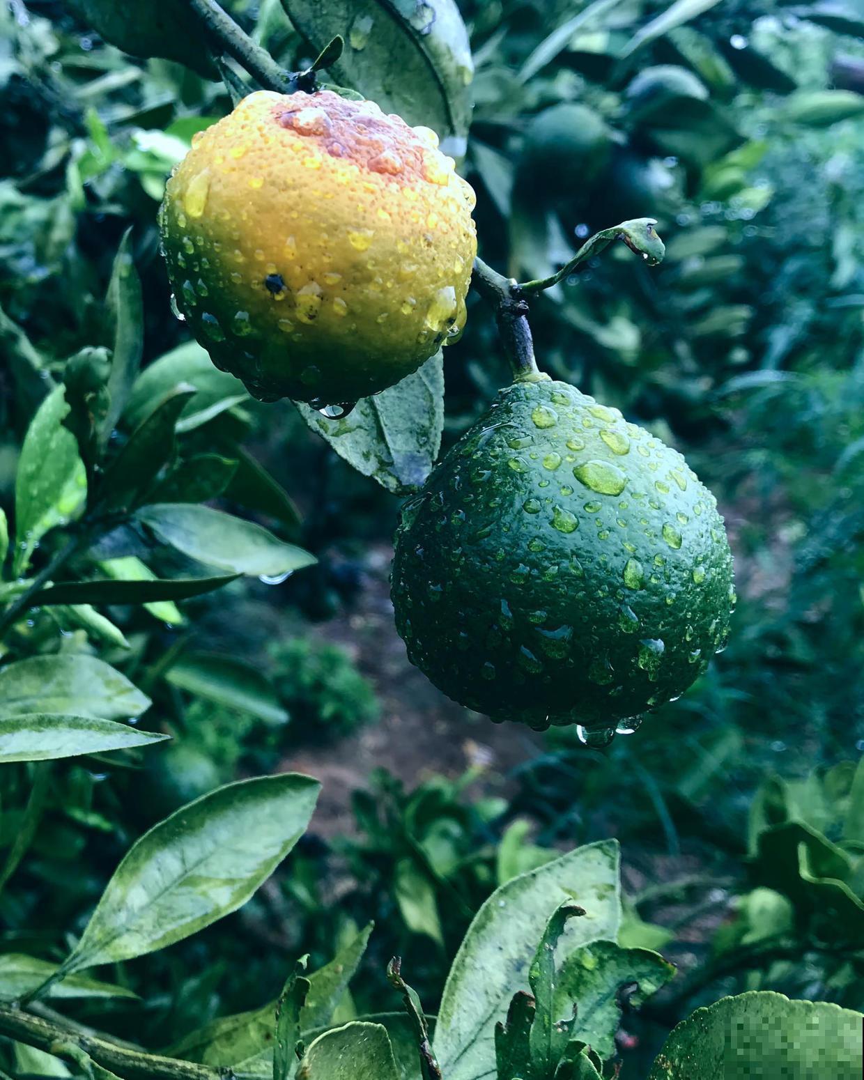 水果还能泡茶喝？买一点，就能喝到新鲜的水果茶！