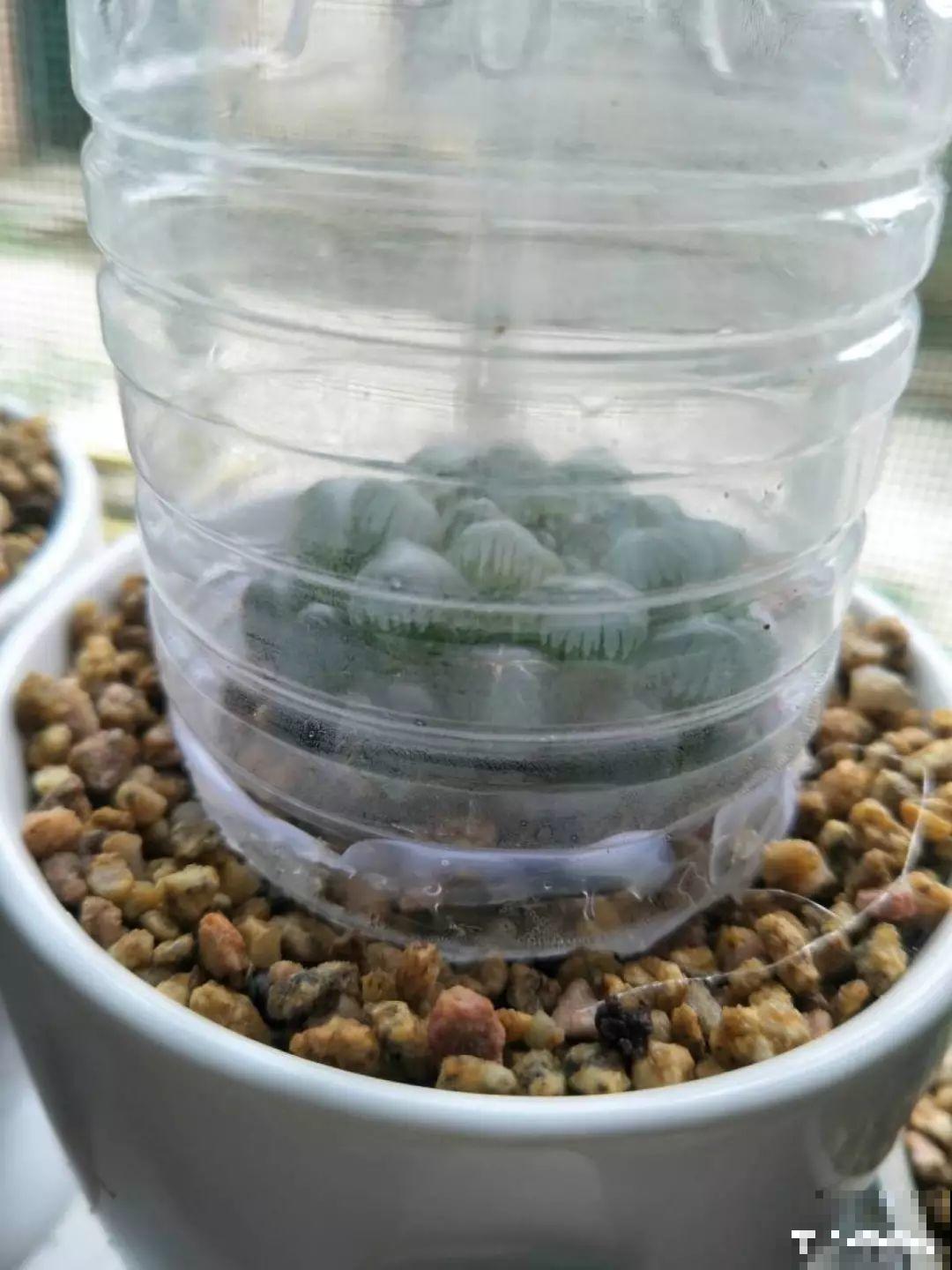 多肉叶子干巴巴？赶紧扣个塑料瓶，立马胖得水灵灵！