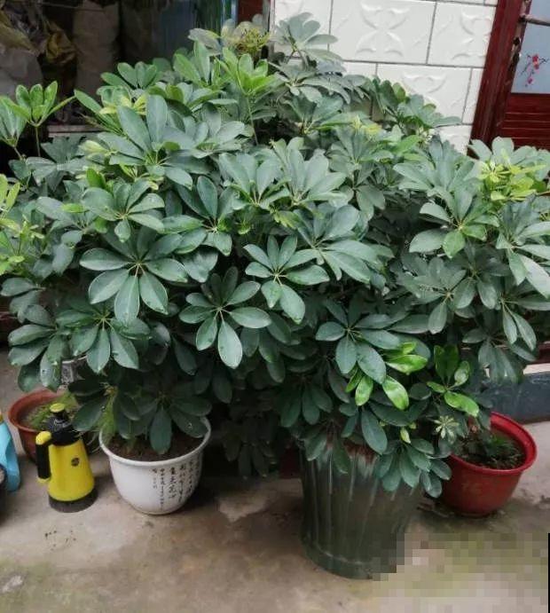 给花换个时髦养法，天天浇水都不怕，养10年都没问题！