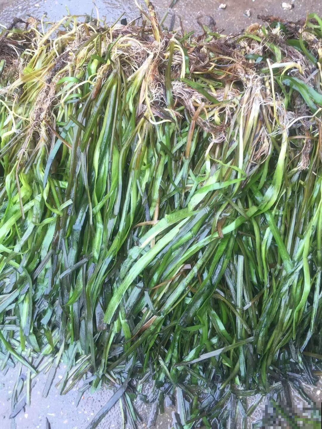 比铜钱草好看百倍的花，7天爆满一大缸，多到家里堆不下！