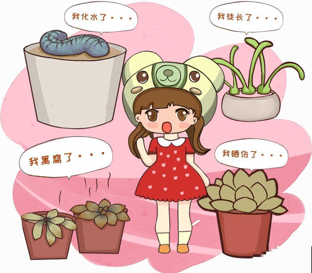 多肉届的比惨大会，扛不过夏天，活活长成了逗比！