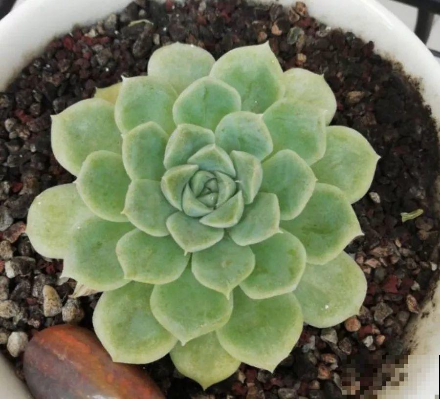 多肉浇水要看这，别把自己搞晕了，免得没养胖反而烂根！