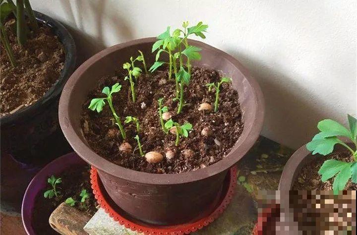 路边银杏摘个果，回家一处理，变成阳台小盆栽！