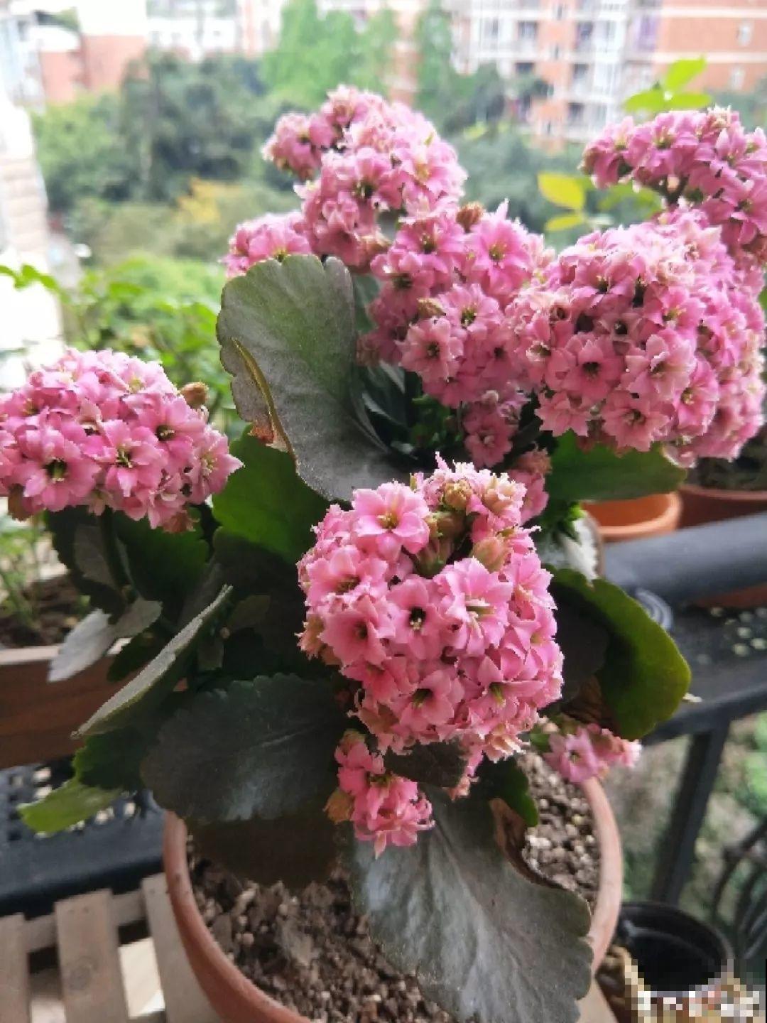 这8种夏天的休眠的花，秋天一醒就长个，满盆窜花苞！