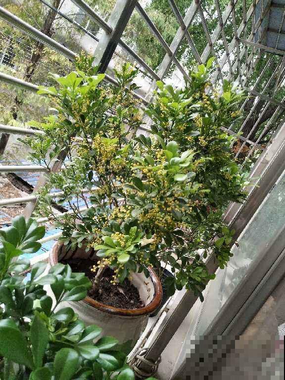 这几种花，自家阳台就可以种，养好后堪比皇上的御花园