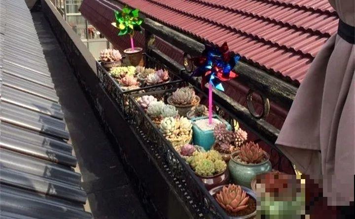 出门1个月，这花没人管也死不了，回来竟然长爆盆！