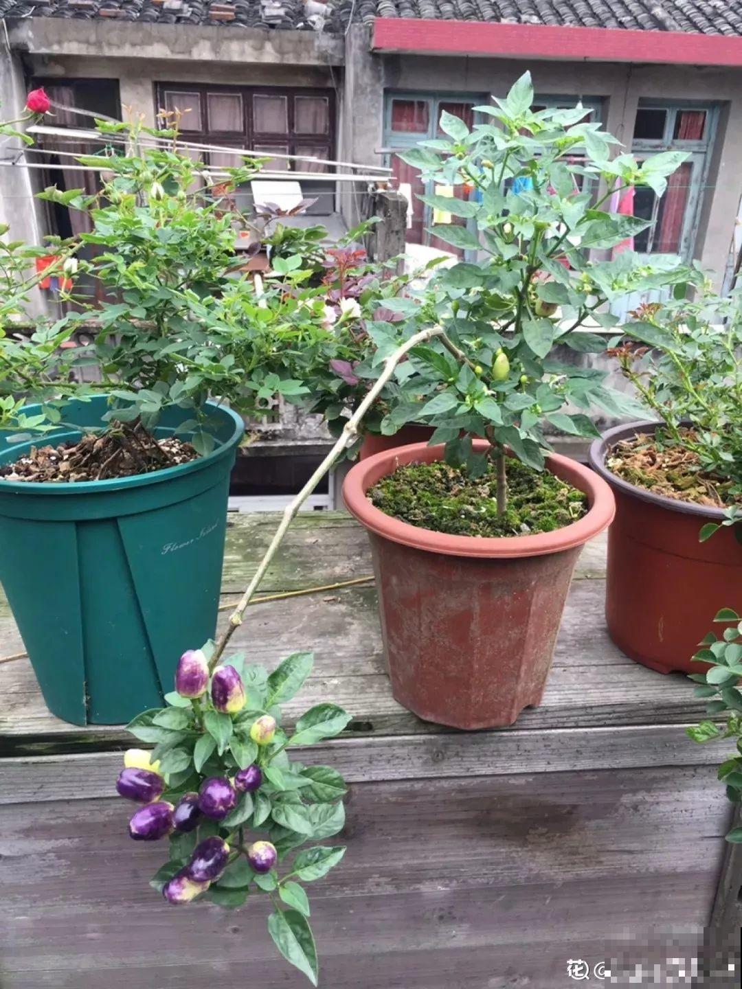 这花结的果子五颜六色，好看还能吃，比养绿萝省心多了！
