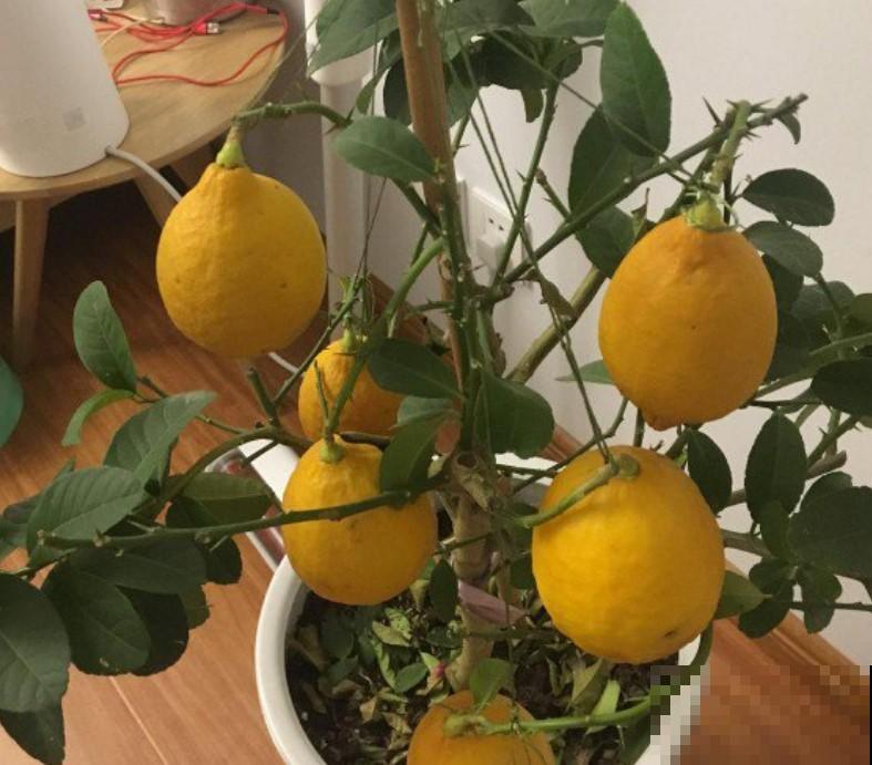 既然能养花种菜，水果也可以兼备，再也不用花钱去买了！