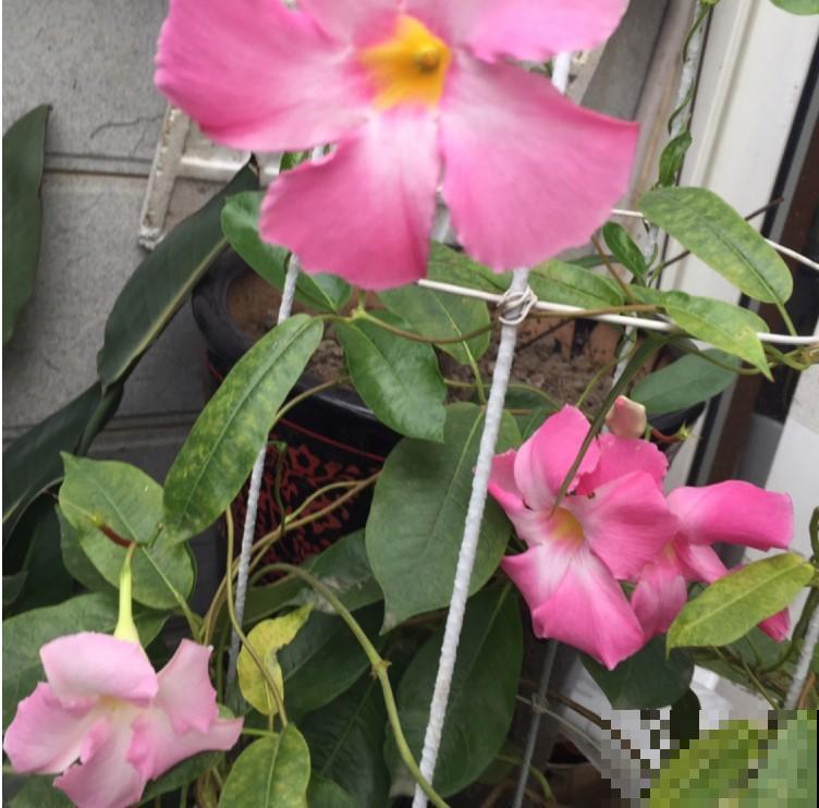 栅栏旁就养它，一年四季都开花，路过的人都想偷偷带回家！