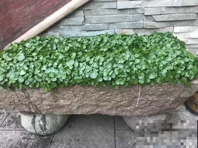 周末回农村，捡几个老物件养花，竟然特别上档次！