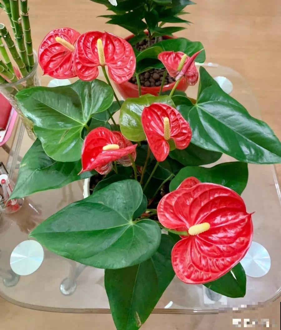 一朵花开了10个月，老妈非说是假花，幸好没拔！
