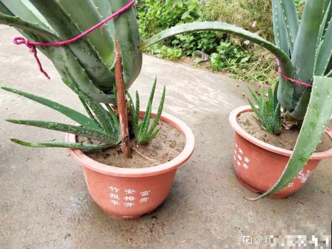 秋天爱疯长的花，剪1刀、喂点肥，新芽立马撑爆盆！
